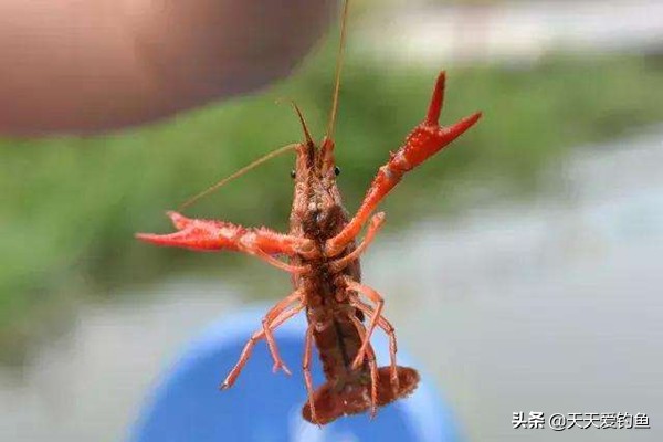 小龙虾垂钓怎么钓视频教学,小龙虾的钓鱼技巧图解