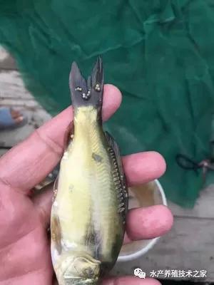 下雨后池塘鱼缺氧怎么处理,夏天鱼塘死鲫鱼怎么回事