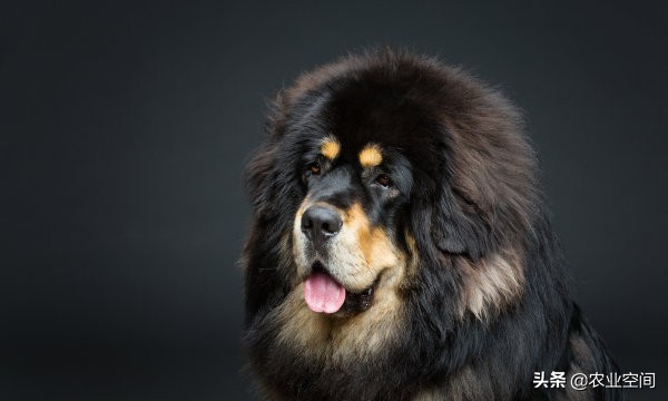 藏獒好驯服吗视频,怎么养藏獒藏獒吃什么