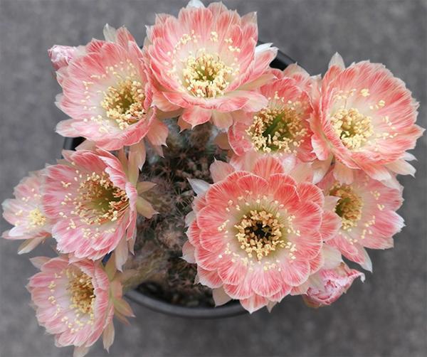 仙人掌开花有多美,仙人掌花开好娇艳