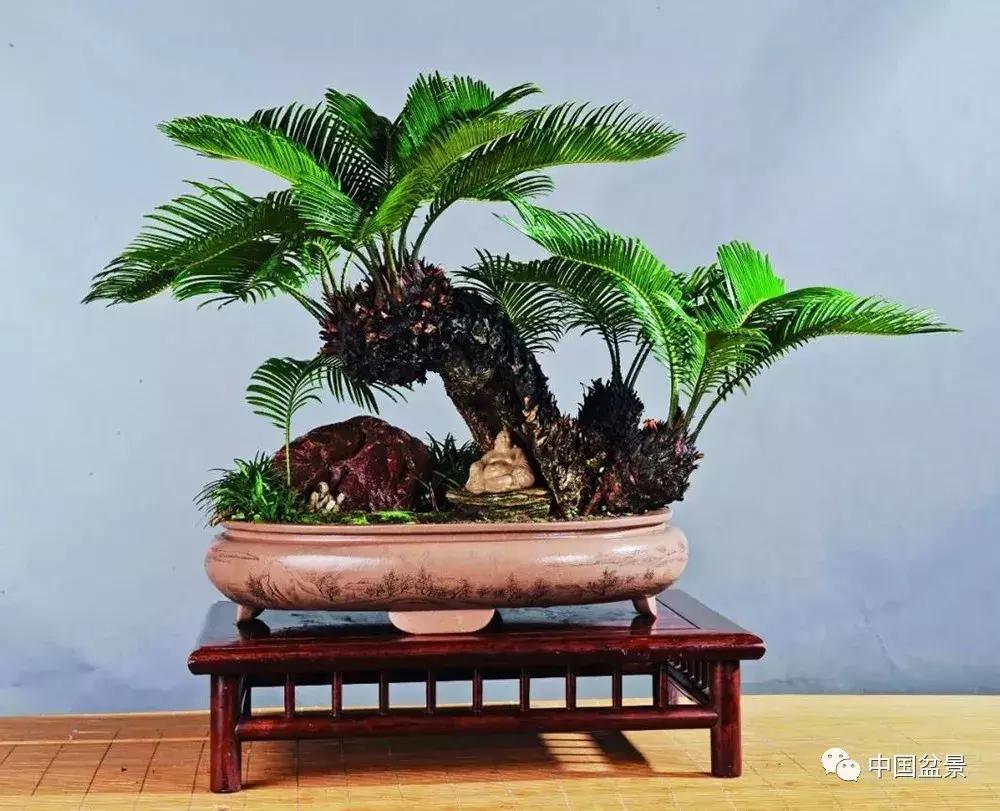 盆景植物最好养的,好养易活的盆景植物有哪些