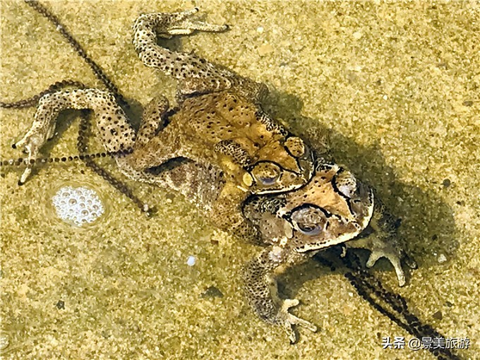 小蝌蚪是怎么出生的画册,小蝌蚪是从哪里来的