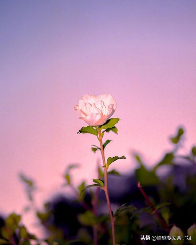 情感咨询|栗子姐每日情感问答（0307）