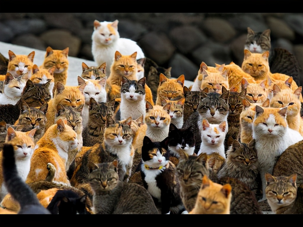 厦门顶级猫街介绍,厦门猫街值得去吗