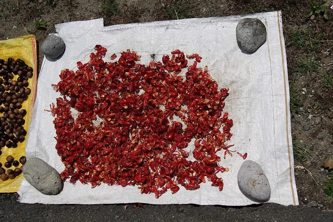 肉豆蔻荷兰西班牙,肉豆蔻历史