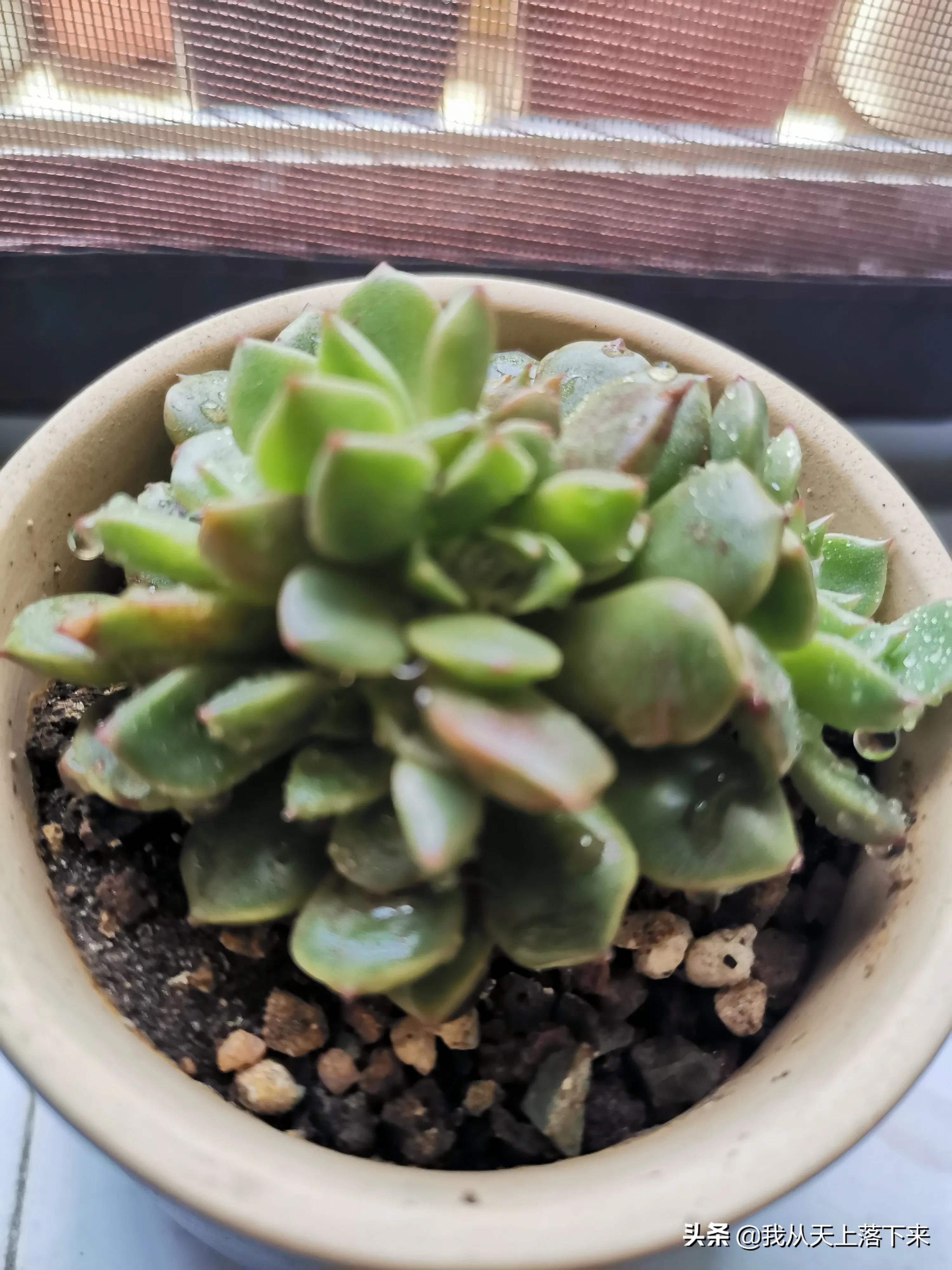 89种常见多肉植物品种图，实物拍摄，还不认识的小伙伴赶紧收藏好