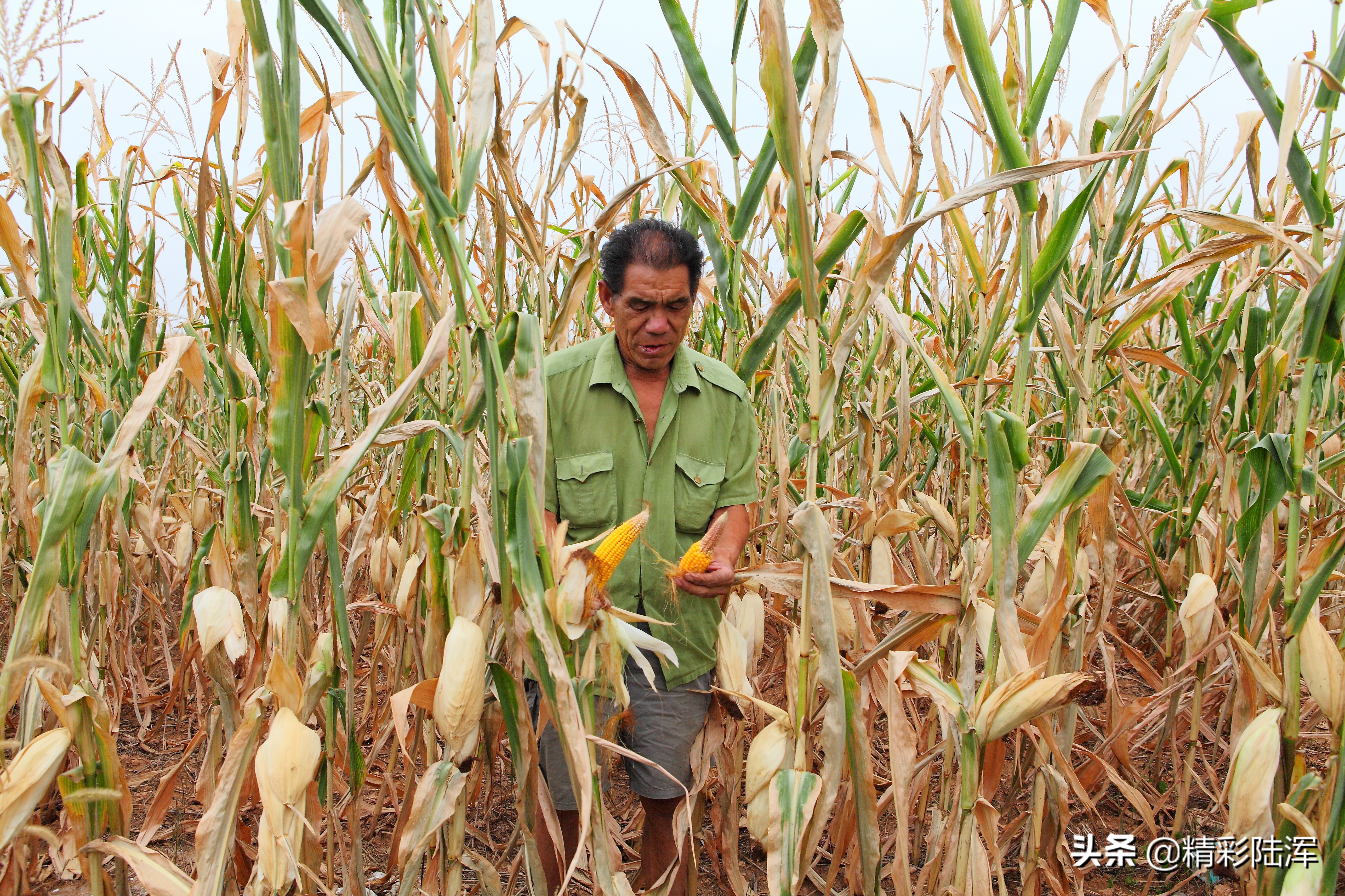 陆浑水库灌区图,陆浑灌区高清大图