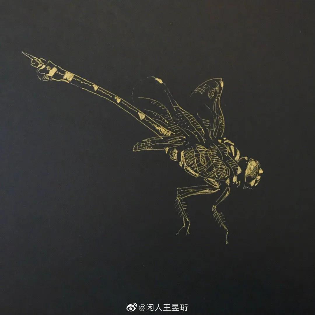 最强大脑王昱珩清华毕业后不上班,王昱珩上学经历