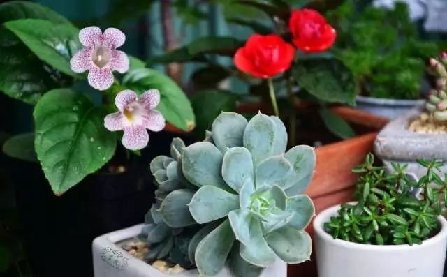 花卉绿植要怎么养护才长得好,养花技巧家庭养护绿植的小方法