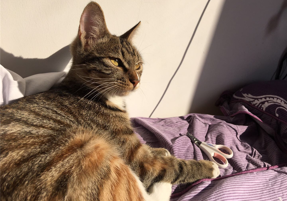 自己给成年猫咪打疫苗的正确方法,铲屎官可以自己给猫咪打疫苗吗