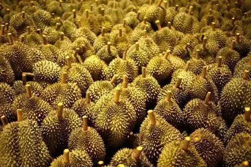 案值6.6亿元走私水果案告破,试吃水果骗局