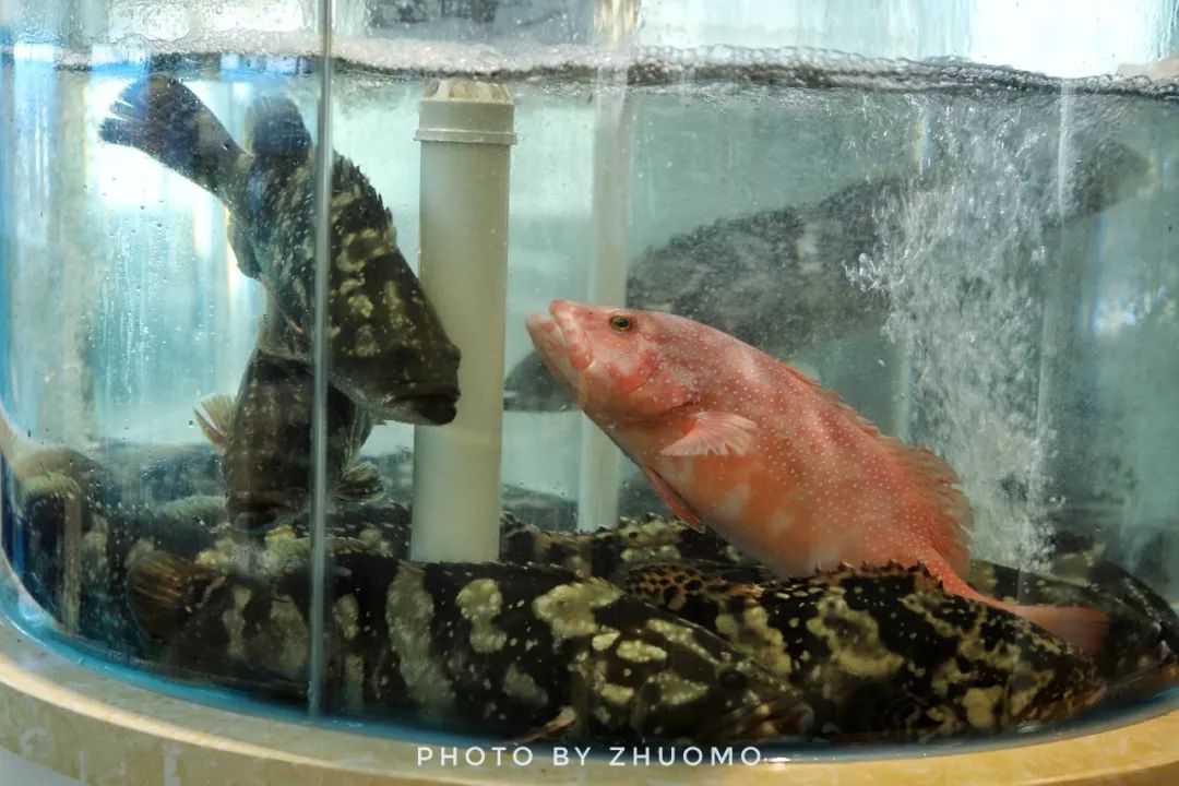 在郑州，吃养颜旺财老虎斑，就来肥隆“食斑节”