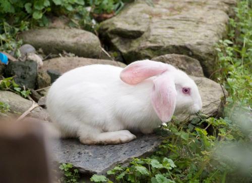 关于兔子有什么迷信吗,兔子误区