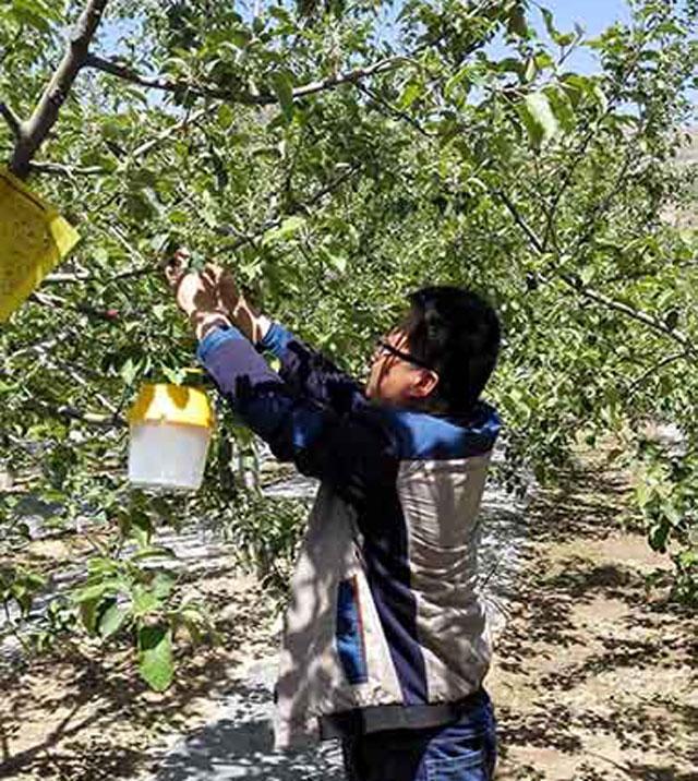 苹果小卷蛾用什么杀虫剂,苹果树卷叶病用什么药
