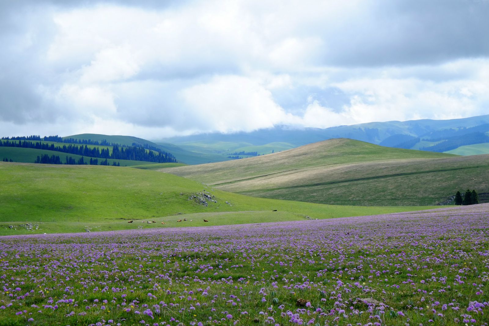 传国玉玺1-100集免费观看,传国玉玺100集免费