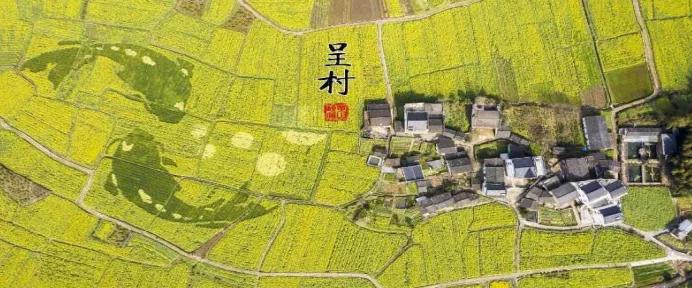 黄山踏青油菜花图片,黄山油菜花景观进入最佳观赏期