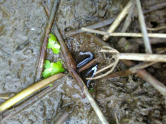 孩子在田里抓黄鳝不小心抓到蛇,捉黄鳝儿童视频