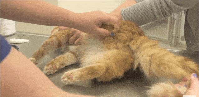 怎么照顾生完小猫的妈妈,怎么照顾刚生产的猫妈妈和小猫咪