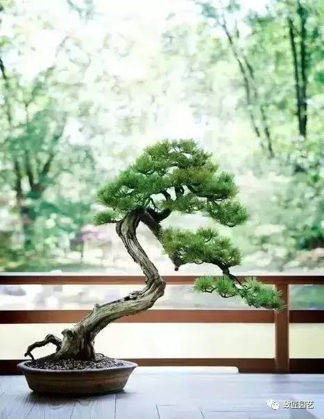 泰山松文人盆景,山松盆景100幅欣赏