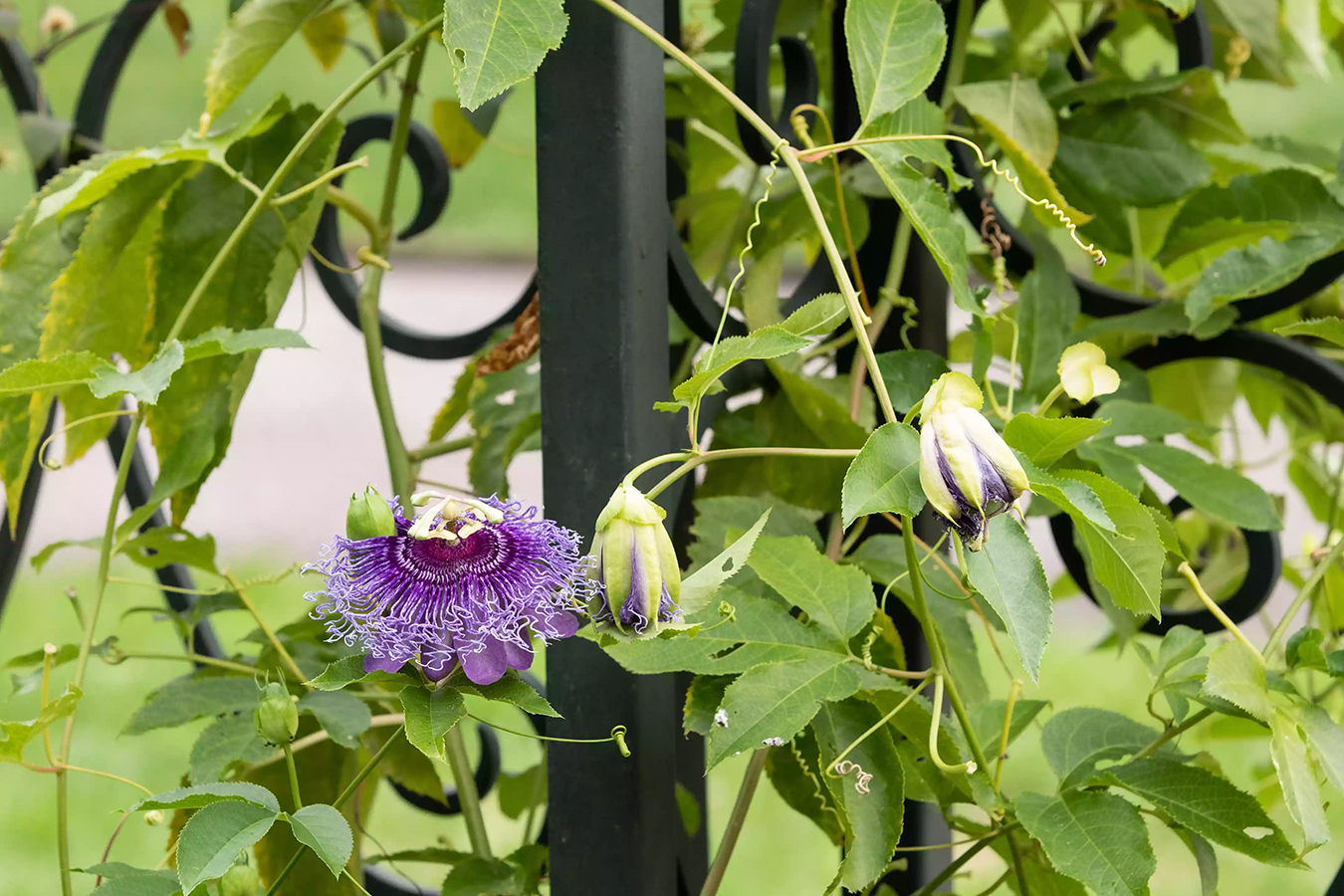什么爬藤植物开花最好,一年四季开花的室外爬藤植物