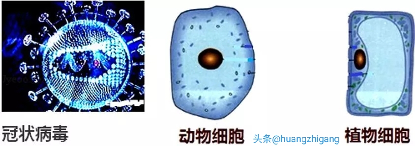 疫情中考必考知识点,疫情当前的中考