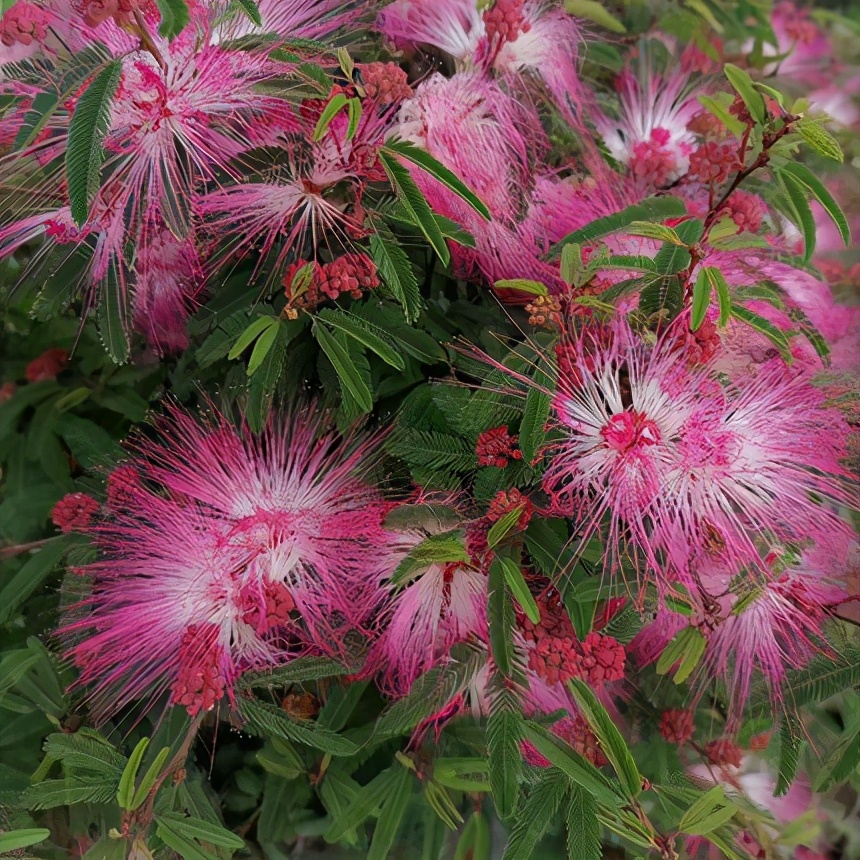 落叶果树种植方法,落叶树种植