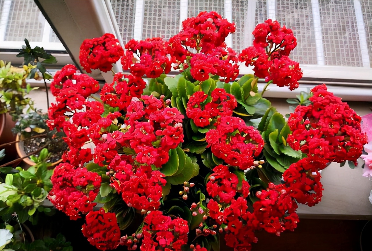 给人养殖什么花适合家养,什么花最好养又适合长期喝