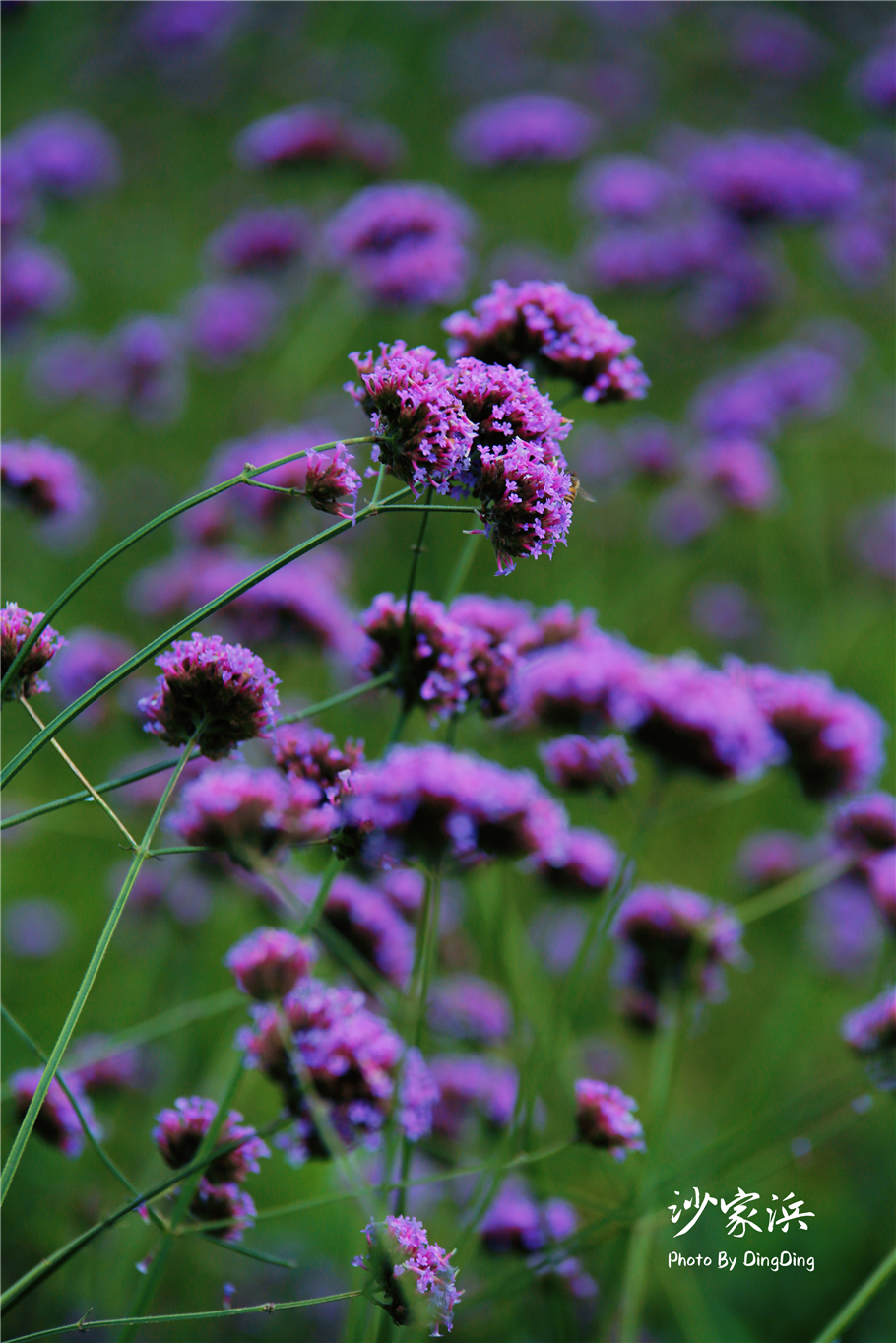 苏州红色革命旅游景点图片,苏州红色革命景点介绍视频