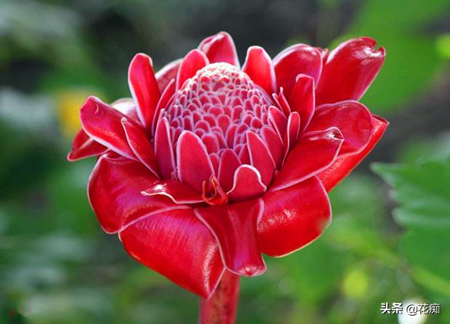 什么花开得好看又好养,开花非常好看且又好养