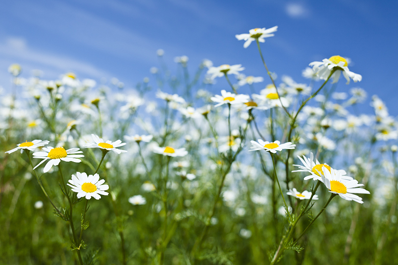 行情曲线走势,如何查询行情走势