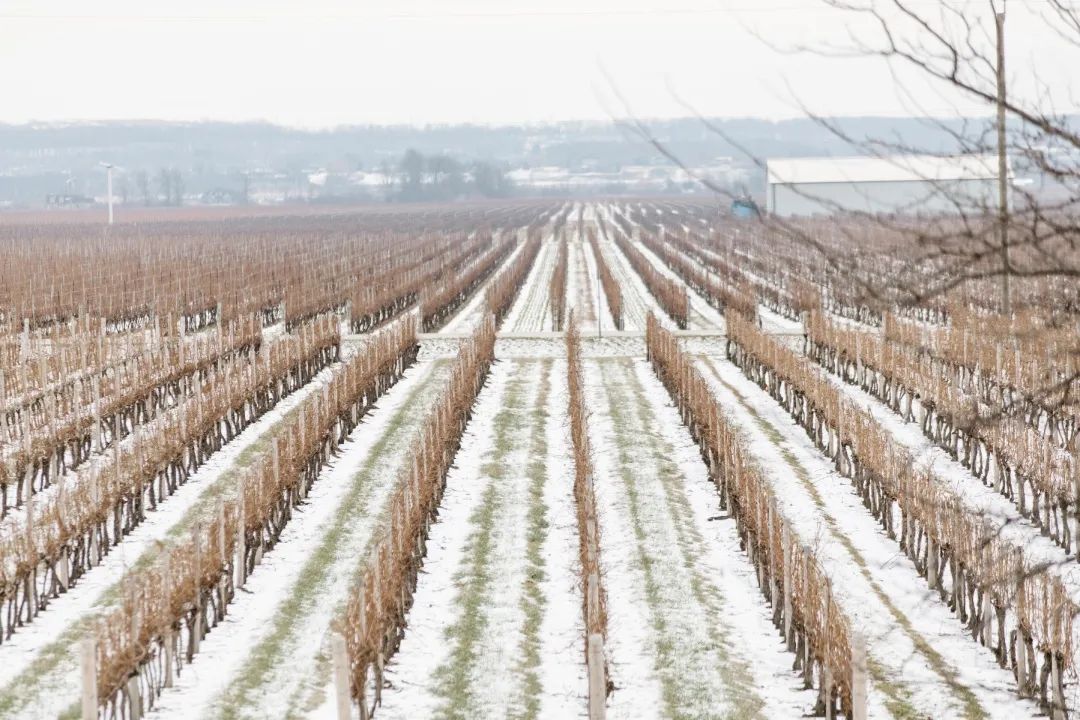 加拿大2020年份冰酒或成珍品,50年左右的加拿大冰酒