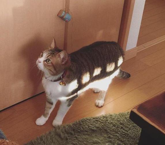 鏃ユ湰缃戝弸鑷埗鐨勭尗鍜皬鍔ㄧ敾,鏃ユ湰缃戞皯鎷嶅埌鐚挭