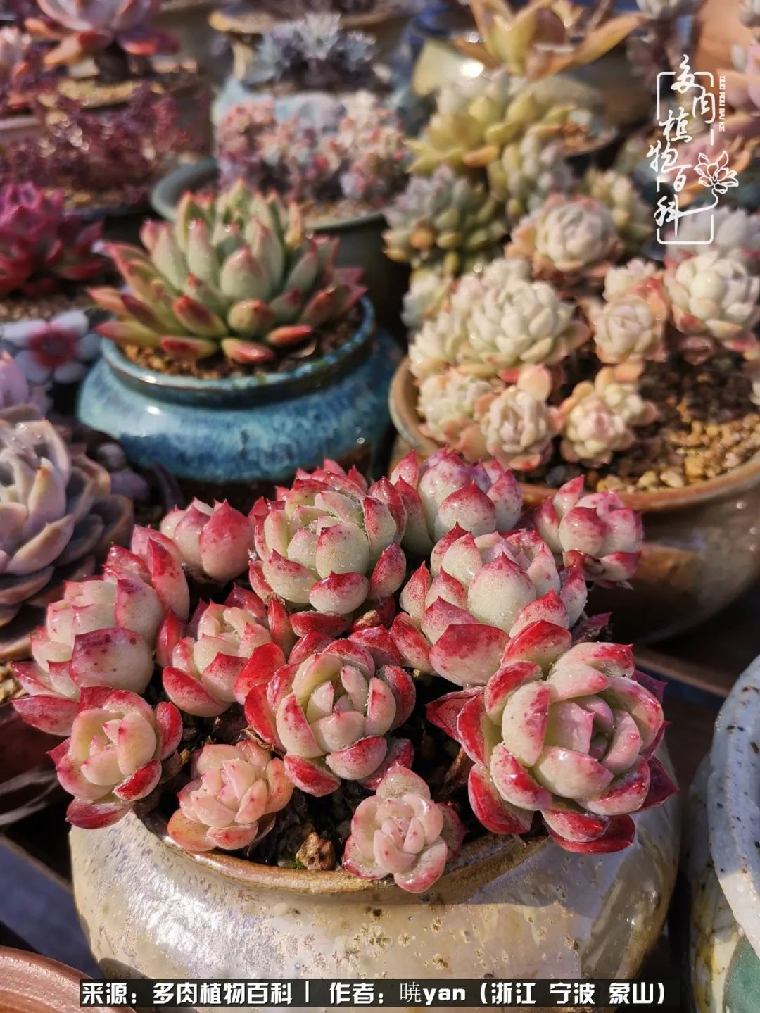 多肉初级入坑者,入坑多肉