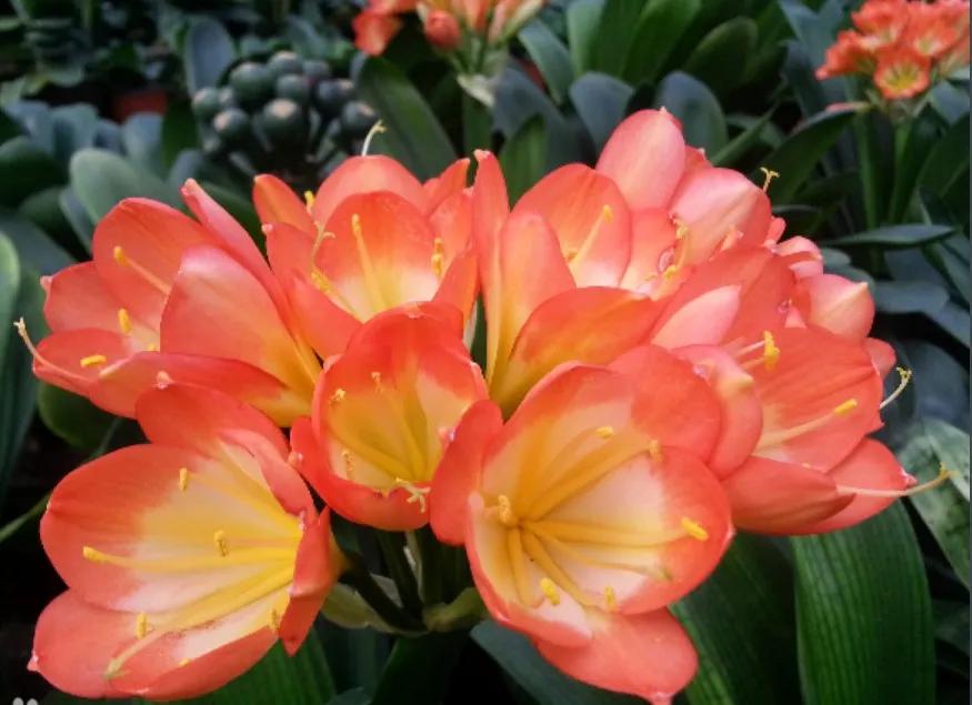 辽宁葫芦岛特产有哪些,辽宁特产有哪些值得带去的