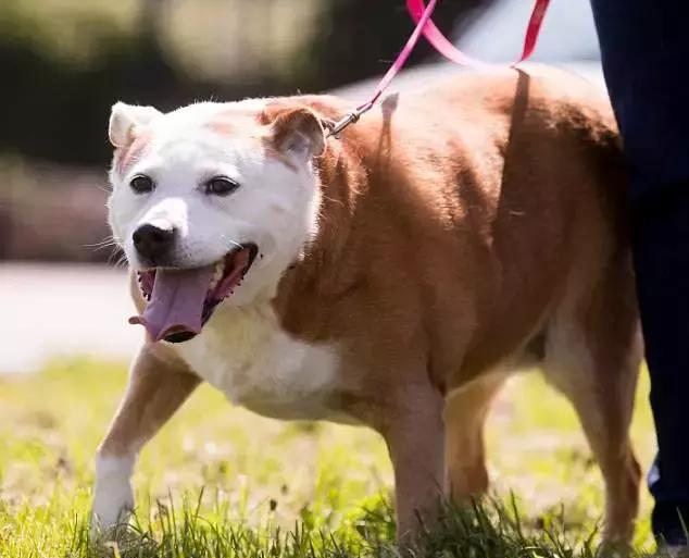 狗狗假孕和怀孕的症状,狗狗会不会出现假孕分娩的症状