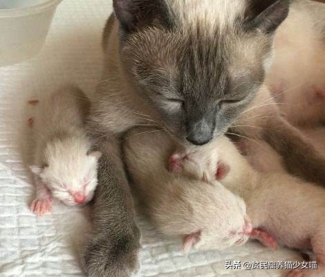 黑心商家曝光猫贩子,猫贩子骗局