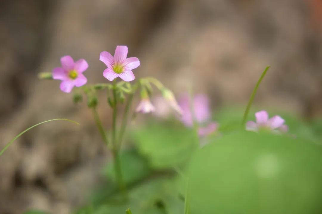 适马16-28f2.8镜头与腾龙16-28f2.8比较,索尼28-70镜头对比适马2470