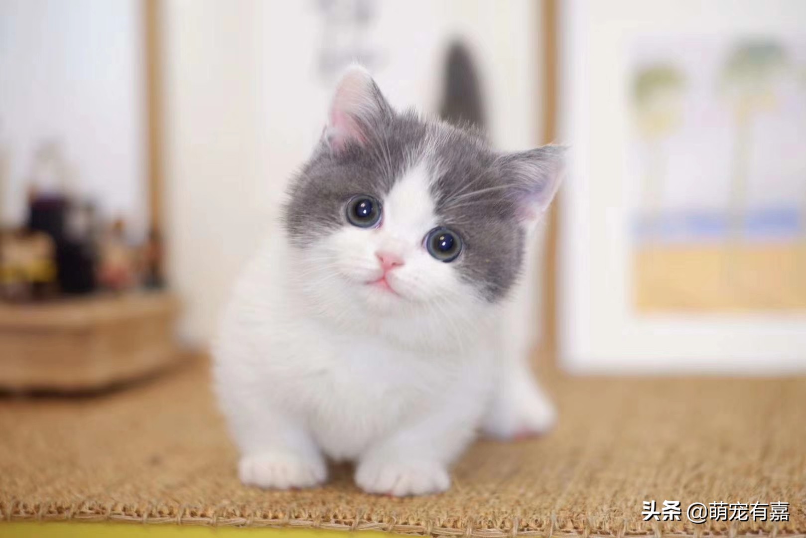 刚出生奶猫怎么救助,流浪猫会怎么对待哺乳期的母猫