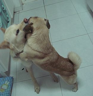 狗狗发情期，家长该如何做好防范措施