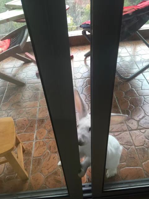 养荷兰猪和宠物兔怎么养比较好,荷兰猪和宠物兔哪个好养活