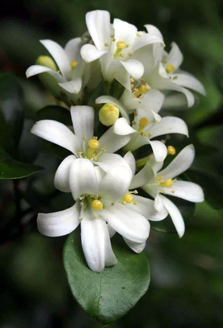 米兰和九里香哪个好养一点,米兰和九里香室内哪个好养