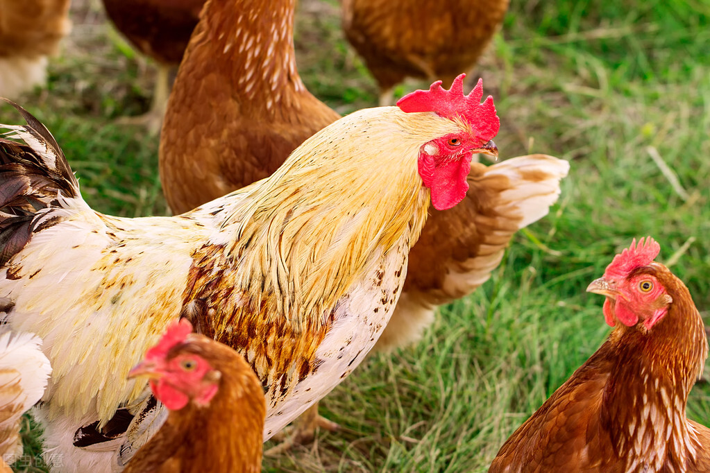 做梦梦到黄鼠狼跟猫是什么意思,梦到死猫活猫是什么寓意