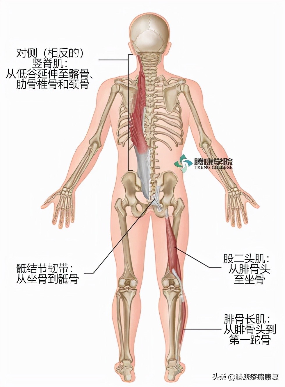 骶髂关节疼痛一招解决,缓解骶髂关节疼痛的六个训练动作