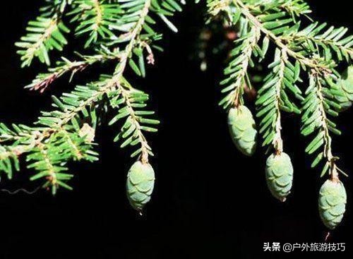 实用野外植物手册推荐,野外有毒植物盘点