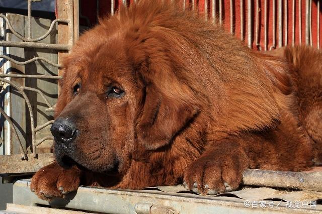 双鱼座狗狗性格特点,狗狗性格特点分析