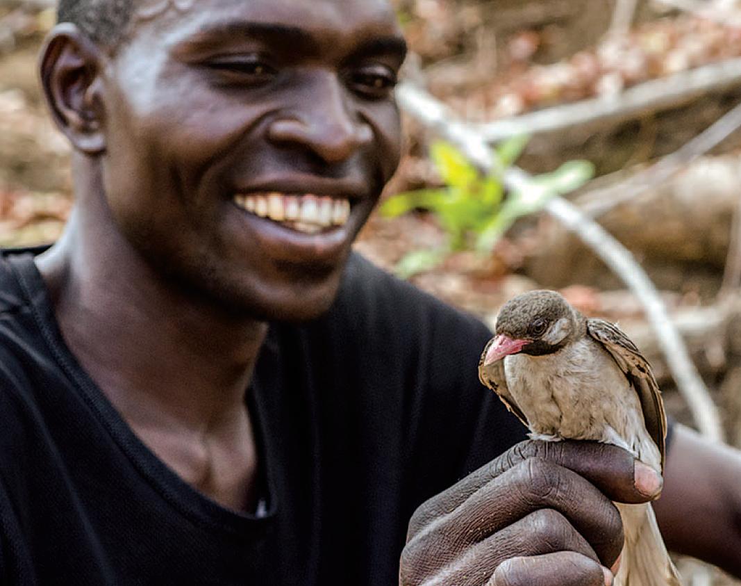 响蜜鴷视频,响蜜鴷是什么鸟
