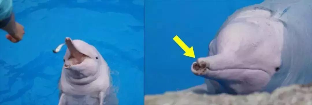 难得一见海洋动物表演,看不完的海洋动物和表演