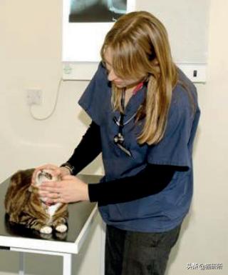 猫咪大部分是什么血型,猫咪的血型有哪几种