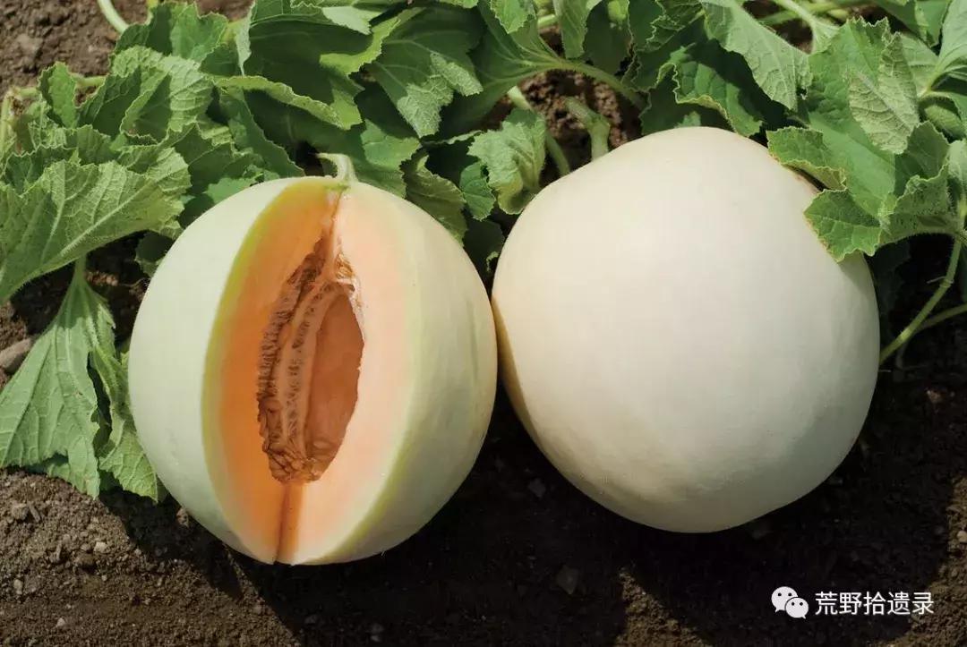 四川适合种植哈密瓜甜瓜品种,甜瓜种植技术新疆哈密瓜