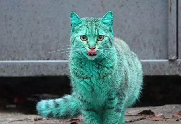 全球罕见足球猫冲上热搜，网友：指定染色！结果......哈哈哈哈